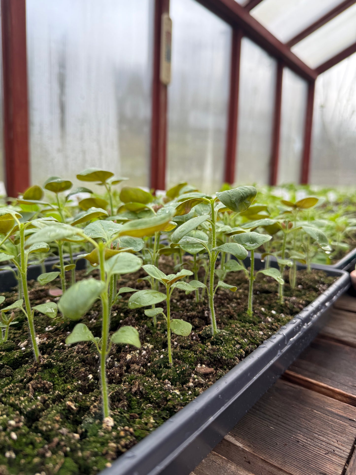 An Evening in the Garden