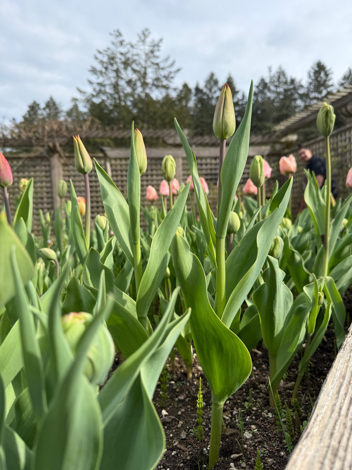 An Evening in the Garden