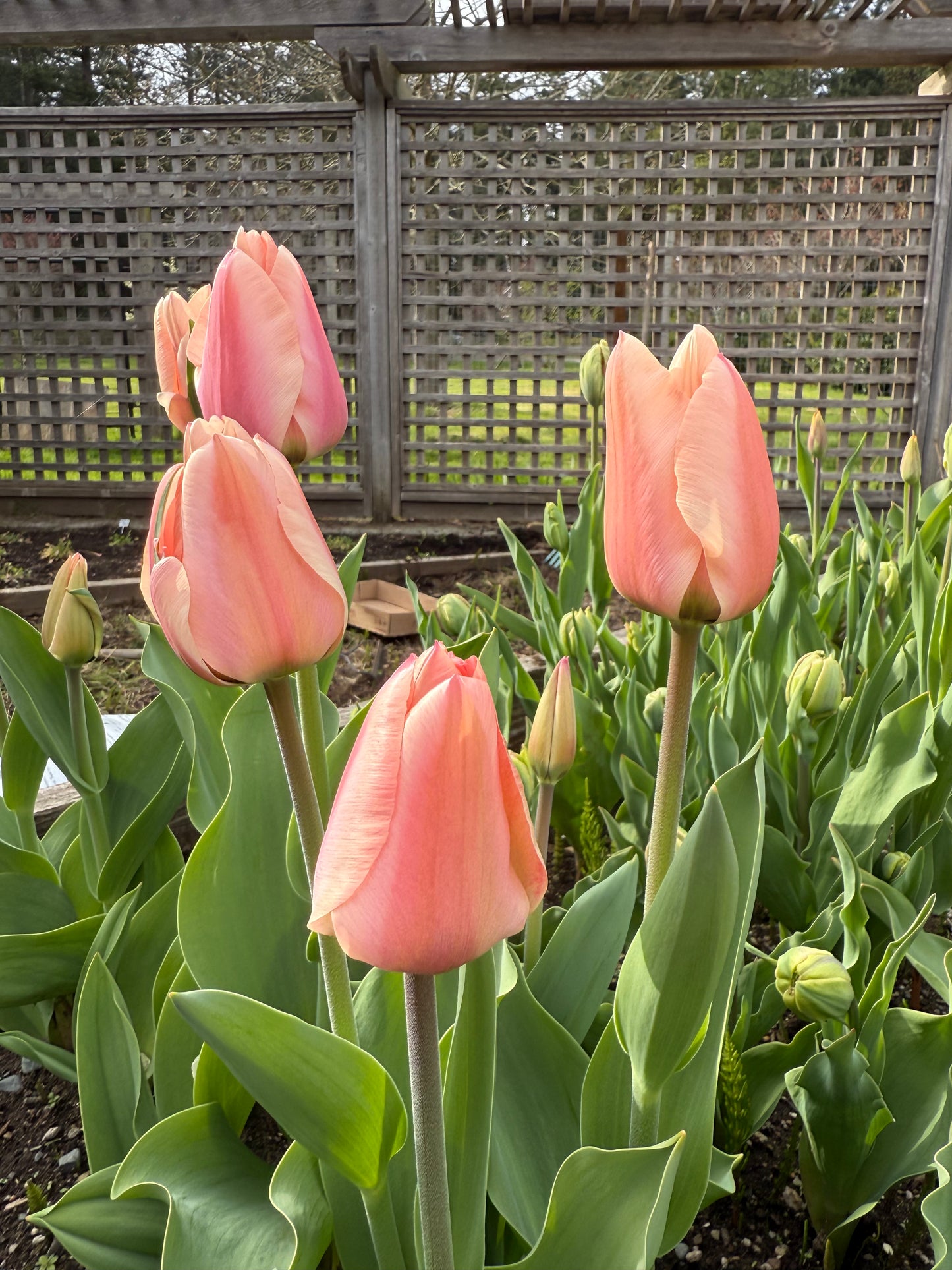 Garden Club Membership