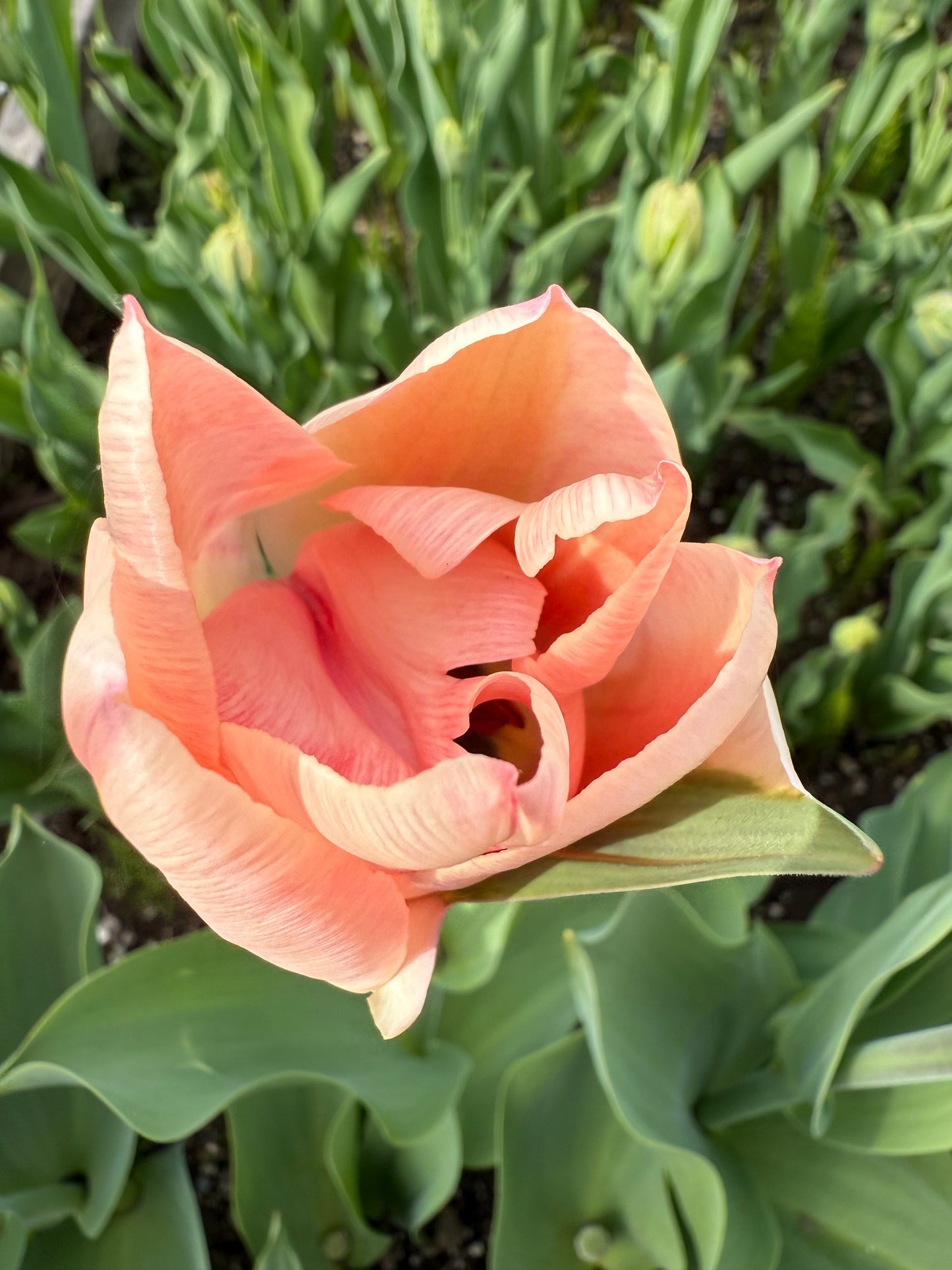 An Evening in the Garden